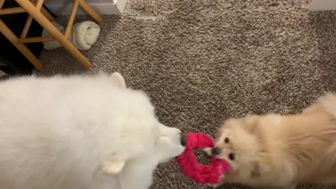 Small and big white fluffy dog play tug of war with red headband