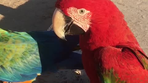 Macaw parrot eating