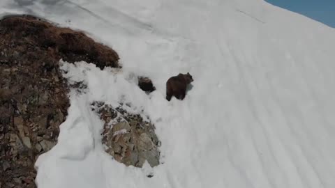 WATCH : Fallen Bear Cub Climbs Back To Mama. 😰