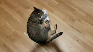 Adorable Cat is in Love with Brand New Pillow