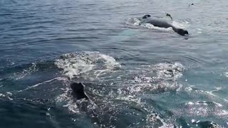 Humpback Whales Blow Bubble Net