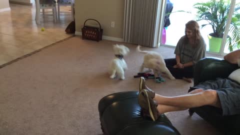 Adorable 10-week old Goldendoodle has play time