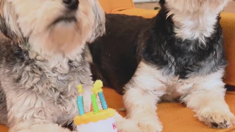 Dogies Birthday