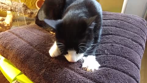 Cozy Cat kneading its pillow