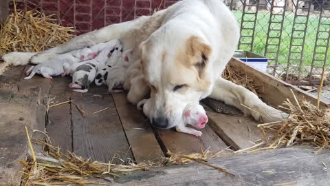 Kangal dog became mother for 1st time!