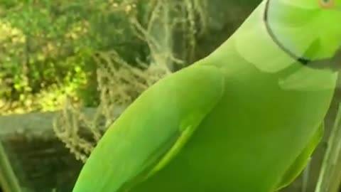 Cute Funny Parrot
