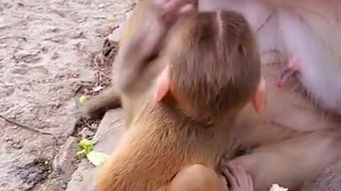 Cute baby monkey pet Breast feeding baby