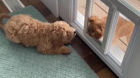 Dog Waits For Pup To Walk Through Doggy Door For Immediate Playtime