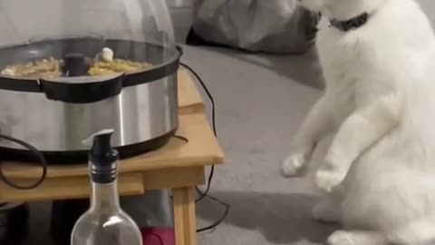 Try not to laugh very funny and confused cat