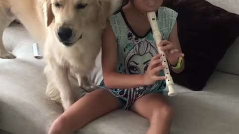 Golden Retriever Sings To Little Girl's Recorder Performance