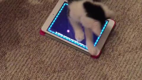 Cat video game