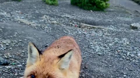 Feed wild red fox