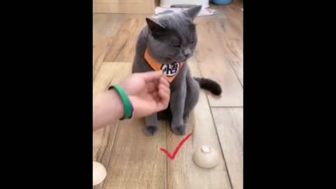 cute cats videos 2021 cute & funny cat videos compilation cute cat action