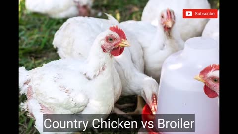Country Chicken vs Broiler