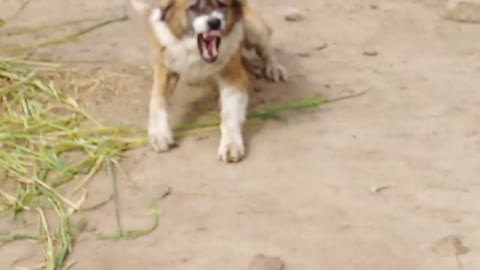 Angry dog attacked all of sudden on cameraman
