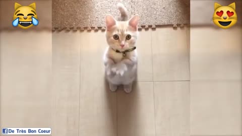 Cute cat funny dansing