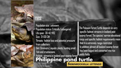 Endangered Species in the Philippines