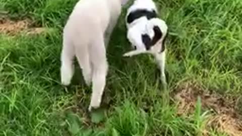 Lamb picks on dog friend