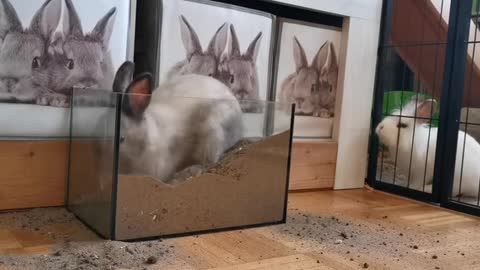 Rabbit playing with sand