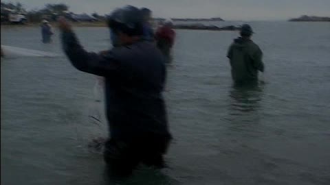 The Cooperative Dolphins of Laguna, Brazil: A Dolphin Requesting a Throw Net