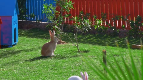 A yellow rabbit sits on a green lawn near a red fence, eating leaves. slow motion