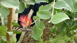 Adorable Mom Butterfly Taking Nectar from Flowers