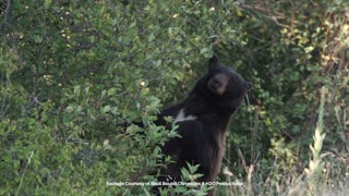 Meet the Real Bear Conservationists | Conservation Nation EP. 8