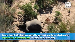 More than 360 Elephants die in mysterious circumstances in Botswana