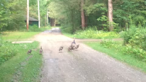 Wild Turkey And Her Poult