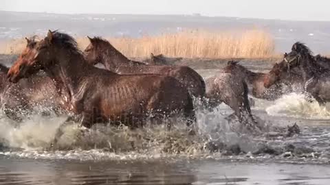 Wild Horses running slow motion 11