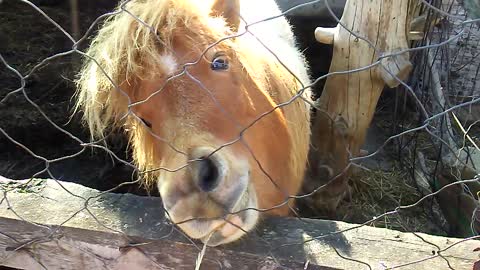 My litle pony