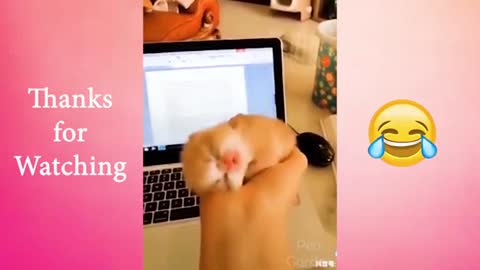 🐱 Adorable Cats and Kittens 🐶 makes your Day! | 🌟 Funny Animals Compilation #3 🌟|