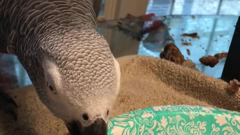 African grey parrot eats fried chicken