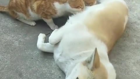How can feedings cat of Dog