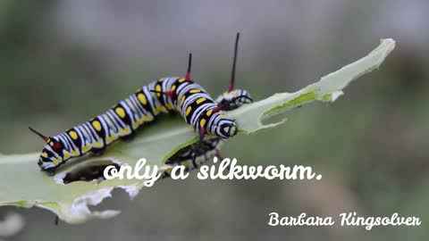 silkworm