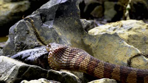 The life of snakes in the prairies and the country of India