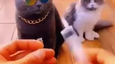 Cute Cats Video Compilations 2022