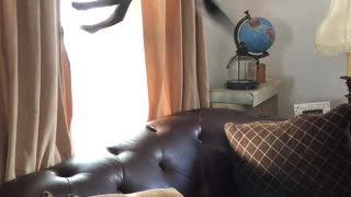 Excited Doggo Jumps for Joy When Visitors Arrive