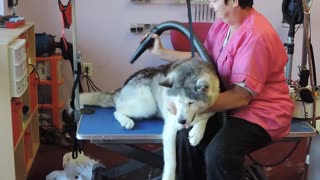 Dog rescued off chain after 13 years gets spa treatment