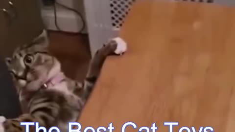Cats and dogs epic funny moments.