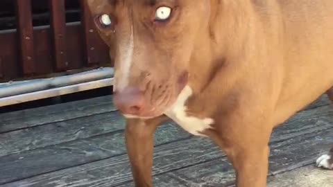 Cute Blind Dog