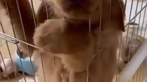 Innocent Golden Retriever Puppy wants to come out from crate by showing his puppy eyes So Cute