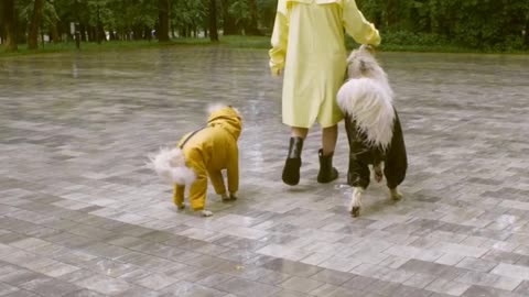 Is it bad for dogs to be in the rain?
