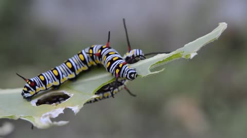 The silkworm eats branch leaves