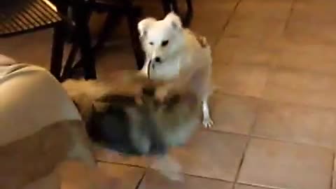 Dancing With The Dogs Funny Things Funny Videos puppies play with each other