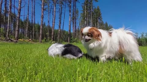 Cute puppy videos dog videos funny dog videos
