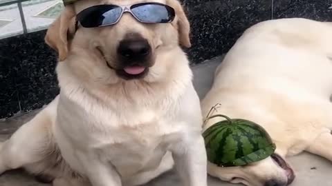 Happy pup is absolutely ecstatic for first pool party