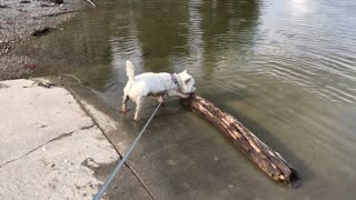 Shanni Playing with Log