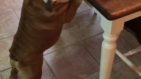 Gerald the Bulldog steals food from the table