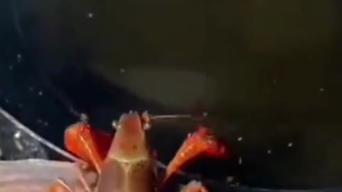 In an oil pan, Shrimp suicide scene!